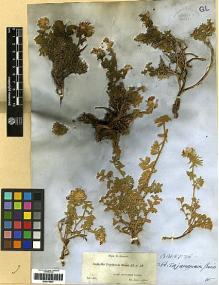 Type specimen at Edinburgh (E). Boissier, Pierre: 58. Barcode: E00279957.