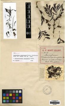 Type specimen at Edinburgh (E). Scott-Elliot, George: 3047. Barcode: E00279962.