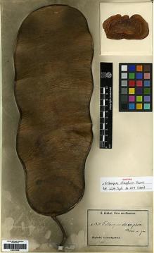 Type specimen at Edinburgh (E). Zenker, Georg: 1634. Barcode: E00279965.