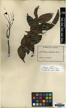 Type specimen at Edinburgh (E). Zenker, Georg: 1634. Barcode: E00279966.