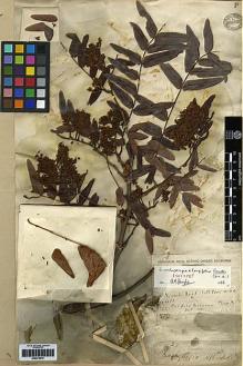 Type specimen at Edinburgh (E). Buchanan, John: 22. Barcode: E00279976.