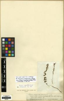 Type specimen at Edinburgh (E). : 71. Barcode: E00279979.