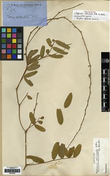 Type specimen at Edinburgh (E). Brown, Robert: . Barcode: E00279983.