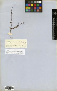 Type specimen at Edinburgh (E). Von Heldreich, Theodor: . Barcode: E00279993.