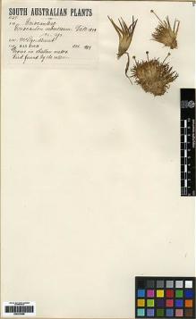 Type specimen at Edinburgh (E). Koch, Max: 467. Barcode: E00279996.