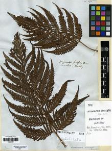 Type specimen at Edinburgh (E). Beechey's Voyage [Collectors: Lay & Collie]: . Barcode: E00280161.