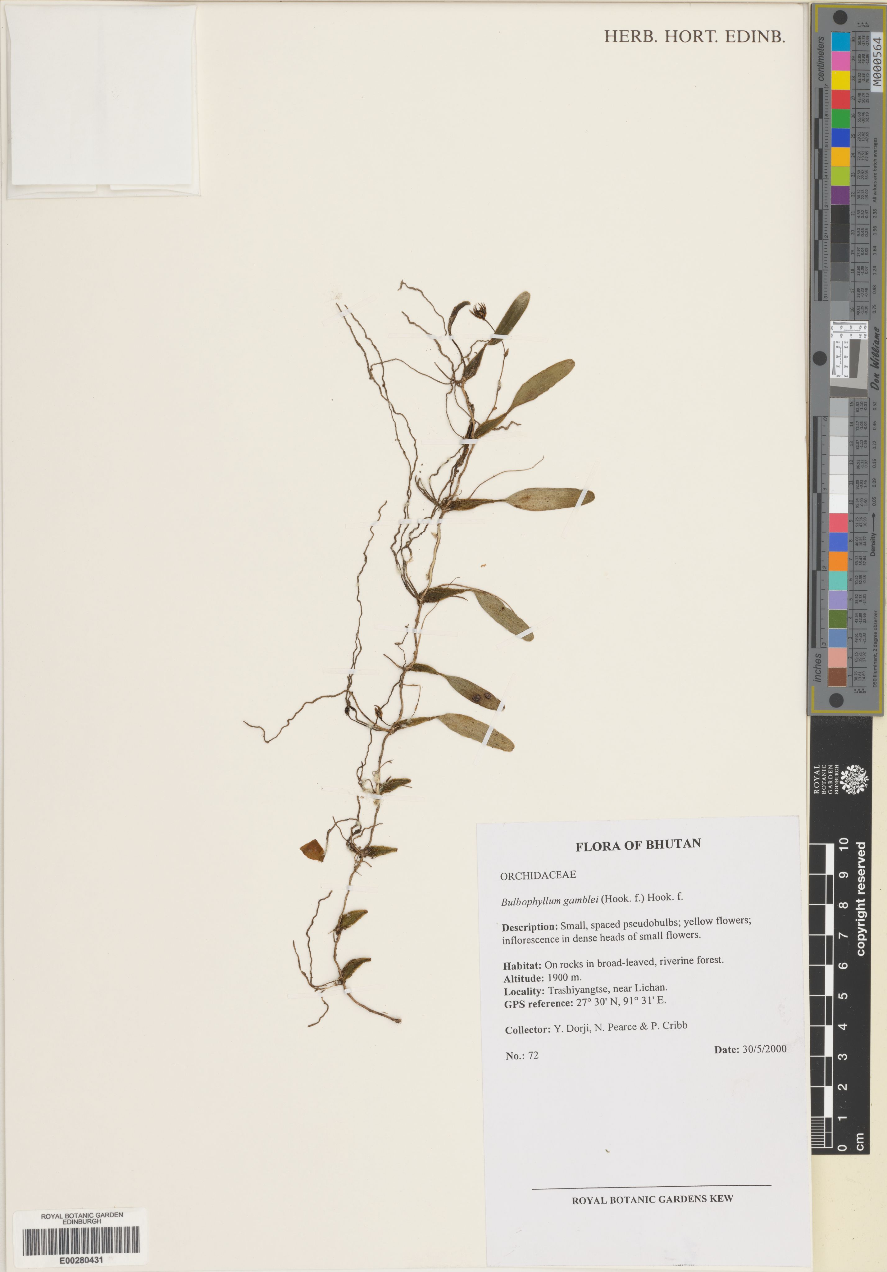 Cầu diệp Sin Hồ – Bulbophyllum gamblei