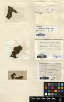 Type specimen at Edinburgh (E). Spruce, Richard: . Barcode: E00280571.