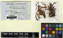 Type specimen at Edinburgh (E). Spruce, Richard: . Barcode: E00280573.