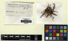 Type specimen at Edinburgh (E). Spruce, Richard: . Barcode: E00280574.