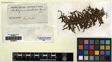 Type specimen at Edinburgh (E). Spruce, Richard: . Barcode: E00280575.
