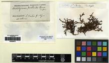 Type specimen at Edinburgh (E). Spruce, Richard: . Barcode: E00280576.