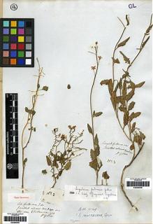 Type specimen at Edinburgh (E). Gillies, John: 2. Barcode: E00282835.