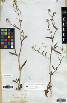 Type specimen at Edinburgh (E). Cuming, Hugh: 315. Barcode: E00282838.