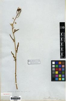 Type specimen at Edinburgh (E). Cuming, Hugh: 315. Barcode: E00282839.