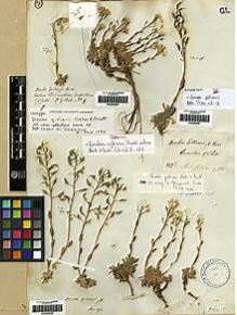 Type specimen at Edinburgh (E). Gillies, John: 9. Barcode: E00282950.