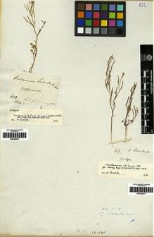 Type specimen at Edinburgh (E). Cuming, Hugh: 603. Barcode: E00282974.