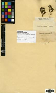 Type specimen at Edinburgh (E). Philippi, Rodulfo: . Barcode: E00283064.