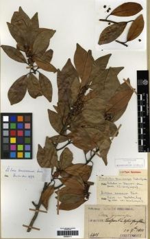 Type specimen at Edinburgh (E). Taquet, Emile: 4401. Barcode: E00283111.