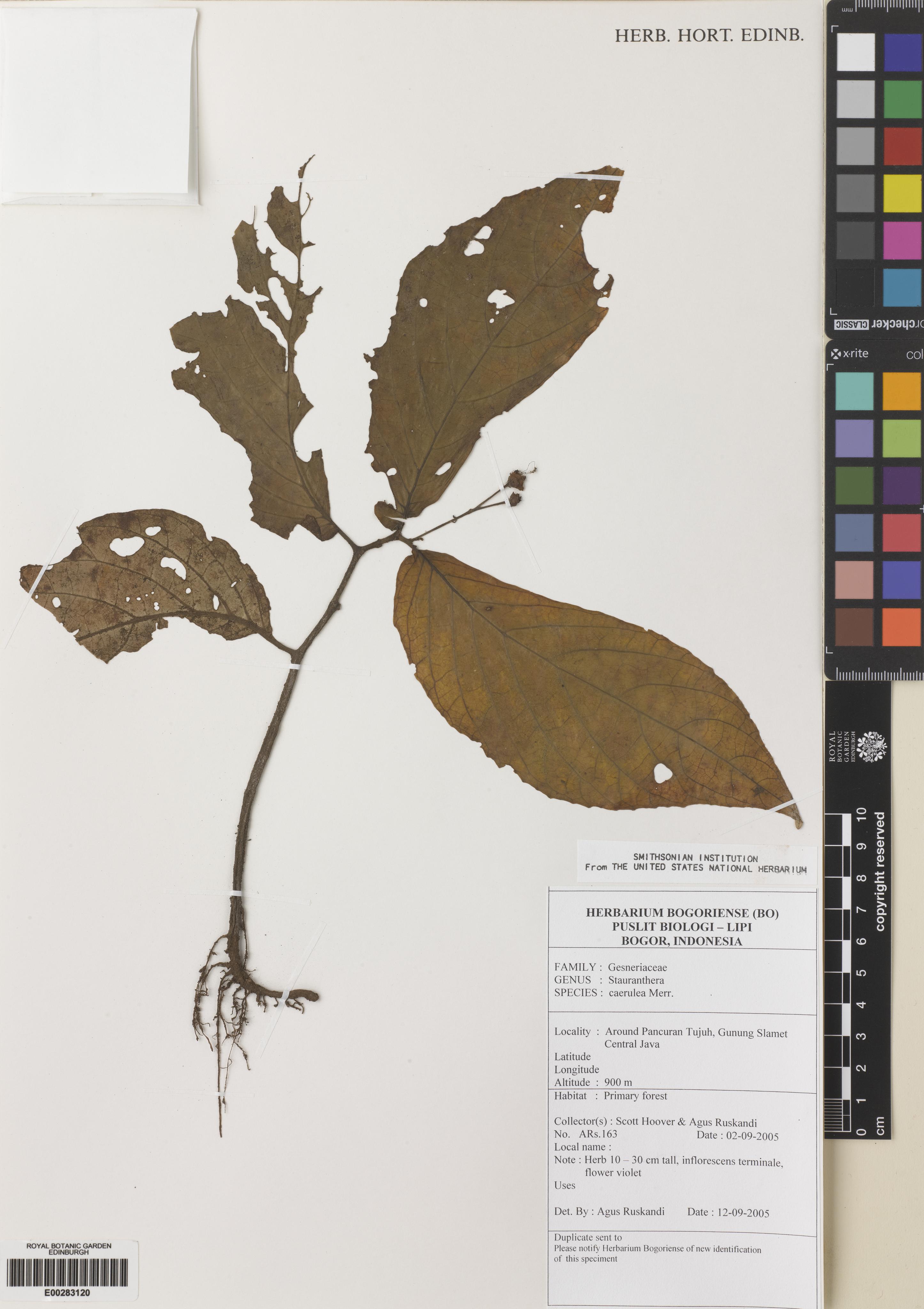 Stauranthera coerulea (Stauranthera coerulea)