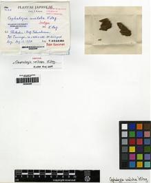 Type specimen at Edinburgh (E). Kodama, T.: 7120. Barcode: E00283266.