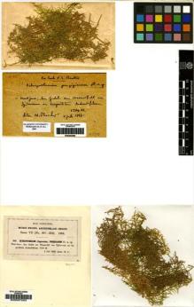 Type specimen at Edinburgh (E). Fleischer, Max: 345. Barcode: E00283580.