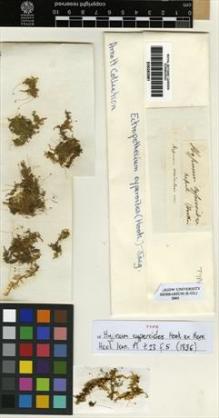 Type specimen at Edinburgh (E). Wallich, Nathaniel: . Barcode: E00283581.