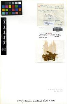 Type specimen at Edinburgh (E). Gunn, William: 760. Barcode: E00283582.