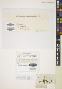 Type specimen at Edinburgh (E). Humboldt, Friedrich: 61. Barcode: E00283658.