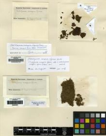 Type specimen at Edinburgh (E). Spruce, Richard: . Barcode: E00283893.