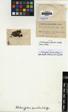 Type specimen at Edinburgh (E). Schiffner, Victor: 1425. Barcode: E00283912.