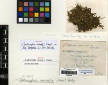 Type specimen at Edinburgh (E). meiklejohn, J: LILLIE 226. Barcode: E00283962.