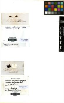 Type specimen at Edinburgh (E). Humboldt, Friedrich; Bonpland, Aime: . Barcode: E00283967. Type specimen at Edinburgh (E). Humboldt, Friedrich; Bonpland, Aime: . Barcode: E00283967.