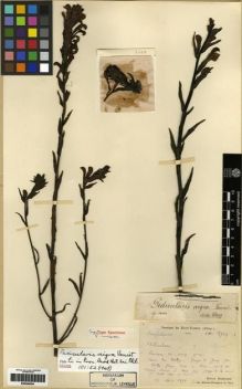 Type specimen at Edinburgh (E). Bodinier, Emile: 2509. Barcode: E00284004.
