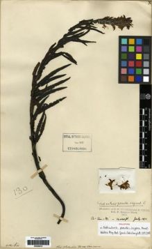 Type specimen at Edinburgh (E). Kingdon-Ward, Francis: 130. Barcode: E00284012.