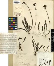 Type specimen at Edinburgh (E). Maire, Edouard-Ernest: 182. Barcode: E00284021.