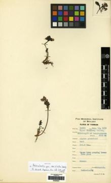 Type specimen at Edinburgh (E). Yu, Tse-tsun: 19863. Barcode: E00284023.