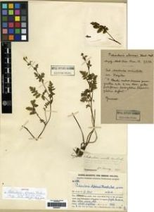 Type specimen at Edinburgh (E). Handel-Mazzetti, Heinrich: 4582. Barcode: E00284027.
