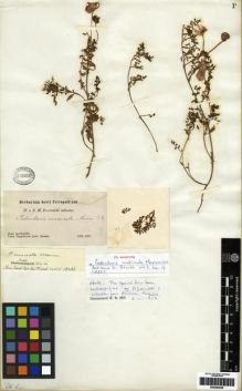 Type specimen at Edinburgh (E). Przewalski, Nikolai: . Barcode: E00284028.