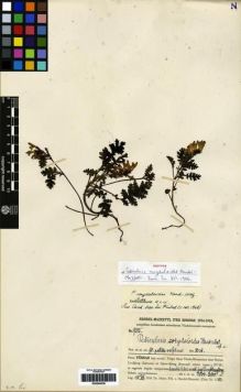 Type specimen at Edinburgh (E). Handel-Mazzetti, Heinrich: 9515. Barcode: E00284036.