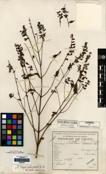 Type specimen at Edinburgh (E). Esquirol, Joseph: 484. Barcode: E00284037.