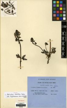 Type specimen at Edinburgh (E). Ludlow, Frank; Sherriff, George; Elliot, H.: 13835. Barcode: E00284046.