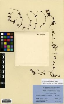 Type specimen at Edinburgh (E). Ludlow, Frank; Sherriff, George; Elliot, H.: 13053. Barcode: E00284052.