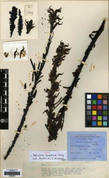 Type specimen at Edinburgh (E). Ludlow, Frank; Sherriff, George; Taylor, George: 5956. Barcode: E00284056.