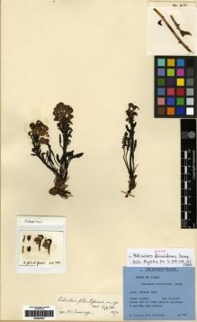 Type specimen at Edinburgh (E). Ludlow, Frank; Sherriff, George: 2197. Barcode: E00284057.