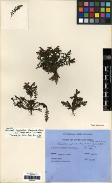 Type specimen at Edinburgh (E). Ludlow, Frank; Sherriff, George; Elliot, H.: 15060. Barcode: E00284061.
