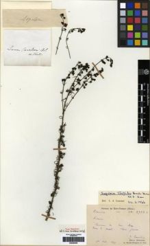 Type specimen at Edinburgh (E). Bodinier, Emile; Cavalerie, Pierre: 2733. Barcode: E00284064.