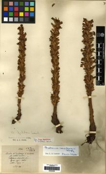 Type specimen at Edinburgh (E). Maire, Edouard-Ernest: . Barcode: E00284068.