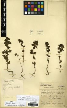 Type specimen at Edinburgh (E). Forrest, George: 19887. Barcode: E00284077.