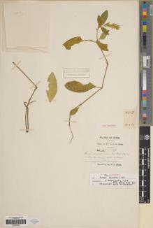 Type specimen at Edinburgh (E). Kerr, Arthur: 2348. Barcode: E00284083.
